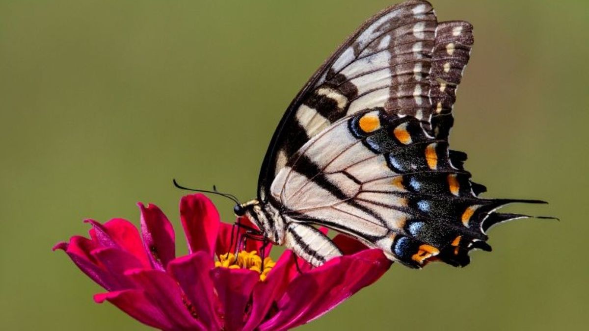 A butterfly, a fleeting poem on wings, sips sweet nectar from the heart of a blossom.